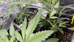 canna13