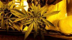 canna17