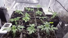 canna1