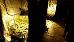 canna26