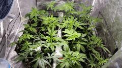 canna11