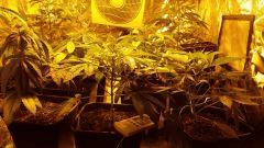 canna25