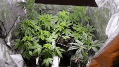 canna20