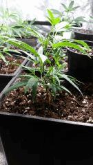 canna5