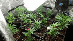 canna4
