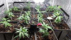 canna2
