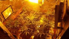 canna23