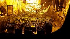canna16