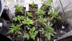 canna7