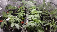 canna10