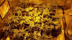 canna19