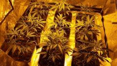 canna21