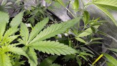 canna14