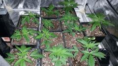 canna3