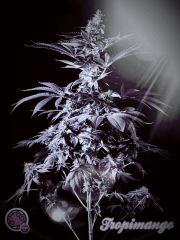 #canna