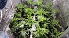 canna12