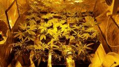 canna15