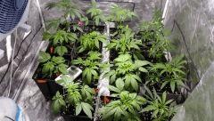 canna9