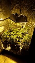 canna22