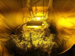 F36