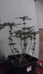 PI 24