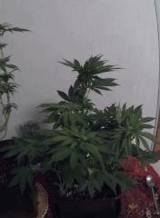 PI 25