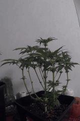PI 21