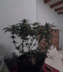 PI 12