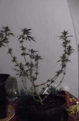 PI 28