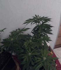 PI 22