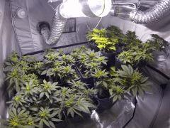 F5 4