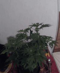 PI 20