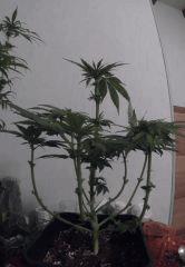 PI 26