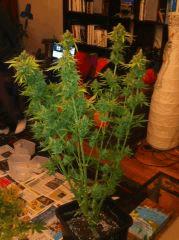 Big Bud