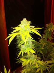 Big Bud