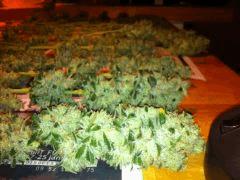 Big BUd