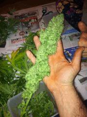 Shiva Skunk
