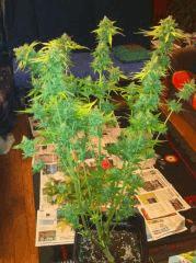 Big Bud