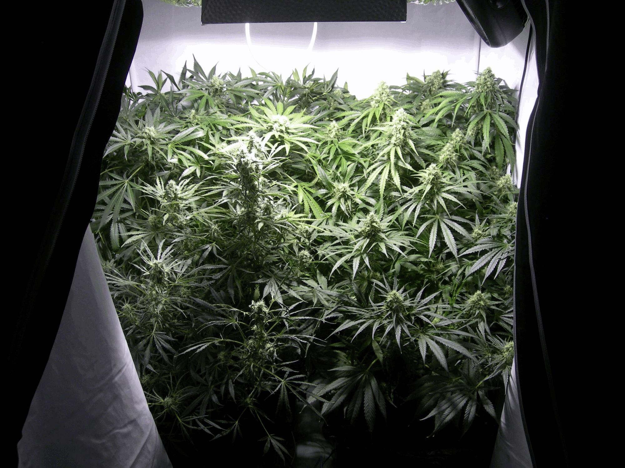 Amnesia big