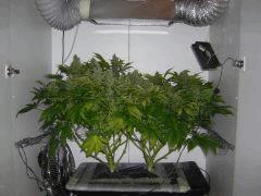 Great White Shark