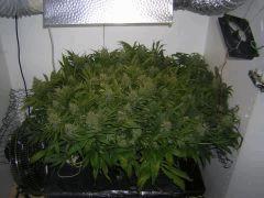 Amnesia Haze