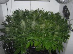 Amnesia Haze et NYCD