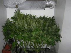 Blue Cheese