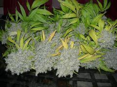 DSCN4531