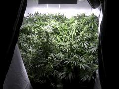 Amnesia big