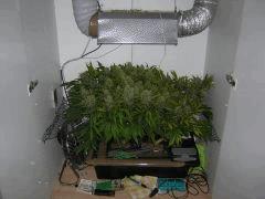 Northern Lights x Haze