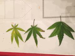 différents stades des feuilles