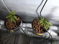 IMG 1485