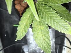 IMG 1479
