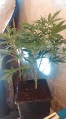 Blue Dream